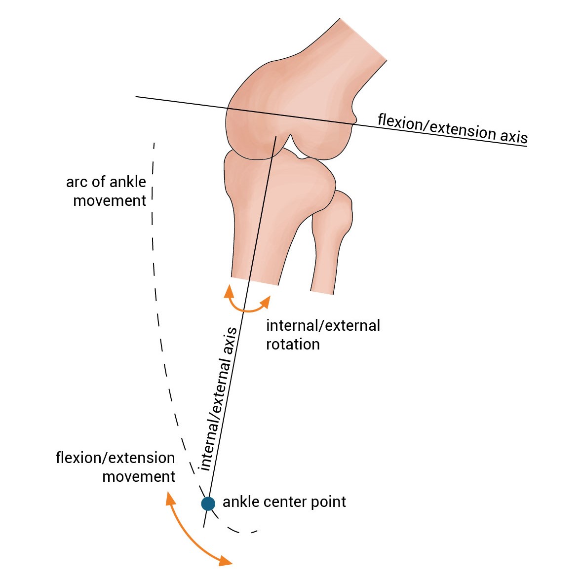 How_Does_A_Knee_Work_2